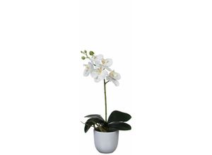 8712799475649 - - Mica Kunstpflanze Phalaenopsis im Topf weiß 48 x13 cm Kunstpflanzen