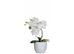 8712799476097 - Mica Kunstpflanze Phalaenopsis im Topf weiß 26 x 12 cm Kunstpflanzen