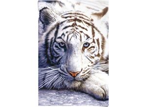 8714597311433 - Poster REINDERS Weißer Tiger Bilder Gr B H 61 cm x 915 cm 1 St weiß Poster