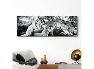 8714597379242 - Deco-Panel HOME AFFAIRE Tiger guckt dich an Bilder Gr B H 156 cm x 52 cm grau Kunstdrucke Bilder