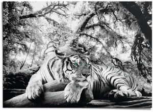 8714597389869 - Poster REINDERS Tiger Bilder Gr B H T 140 cm x 100 cm x 01 cm schwarz Poster