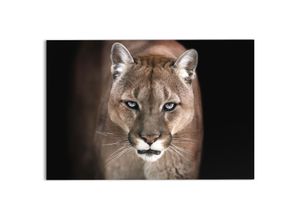 8714597551082 - Glasbild COUGAR (BH 78x116 cm)