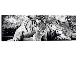 8714597554052 - Wandbild REINDERS Tigerblick Tiger - Raubtier Wohnzimmer Wandbild Bilder Gr B H T 118 cm x 40 cm x 2 cm schwarz Kunstdrucke Bilder