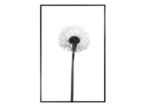 8714597576849 - Poster REINDERS Pusteblume Bilder Gr B H T 20 cm x 30 cm x 16 cm schwarz (schwarz weiß) Poster