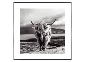 8714597577884 - Wandbild REINDERS Slim Frame Black 50x50 Highland Cow Bilder Gr B H T 50 cm x 50 cm x 2 cm quadratisch schwarz Kunstdrucke Bilder