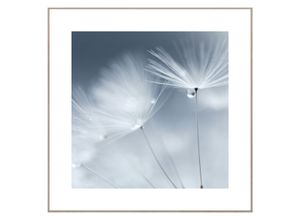 8714597577914 - Wandbild REINDERS Slim Frame Wood 50x50 Dewdrop Dandelion Bilder Gr B H T 50 cm x 50 cm x 2 cm quadratisch weiß Kunstdrucke Bilder