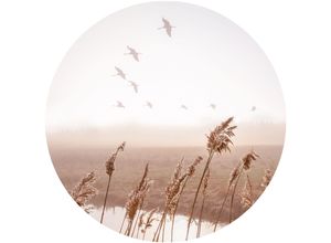 8714597611410 - Wandbild REINDERS Wandbild Fliegende Gänse Sommer - Himmel Pampasgras Horizont Bilder Gr B H 50 cm x 50 cm Vögel 1 St grün (khaki) Kunstdrucke