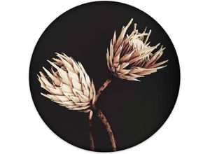 8714597611441 - Wandbild REINDERS Wandbild Trockenblumen Exotisch - Vintage Protea Bilder Gr B H 50 cm x 50 cm Blumen 1 St schwarz Kunstdrucke