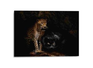 8714597612349 - Wandbild REINDERS Aluminium Raubtiere Panther - Cougar Katzen Höhle Bilder Gr B H 70 cm x 50 cm Wildtiere 1 St schwarz Kunstdrucke