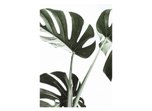 8714597615180 - Kunstdruck REINDERS Monstera Bilder Gr B H T 50 cm x 70 cm x 16 cm grün Kunstdrucke