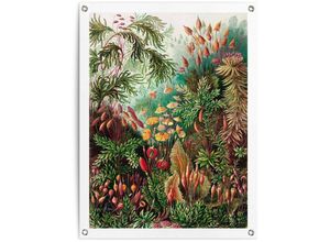 8714597628043 - Poster REINDERS Sea Flora Bilder Gr B H T 60 cm x 80 cm x 01 cm grün Poster