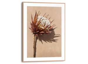 8714597636710 - Wandbild REINDERS Protea Blume Bilder Gr B H T 30 cm x 40 cm x 16 cm braun Kunstdrucke