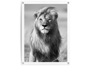 8714597638752 - Poster REINDERS Löwe schwarz (farbe bild(er) schwarz weiß) B60cm H80cm T01cm Leinwand Bilder Outdoor für Garten oder Balkon