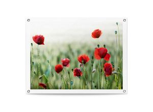 8714597638783 - Poster REINDERS Mohnblüten Bilder Gr B H T 80 cm x 60 cm x 01 cm rot Poster Outdoor für Garten oder Balkon