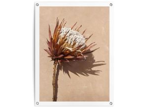 8714597666014 - Poster REINDERS Schattenblume braun (farbe bild(er) braun) B60cm H80cm T01cm Bilder