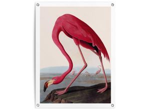 8714597666069 - Poster REINDERS Audubon Flamingo rosa (farbe bild(er) rosa) B60cm H80cm T01cm Bilder Garten - Rosa - Leinwand - Tiere - 60x80 cm