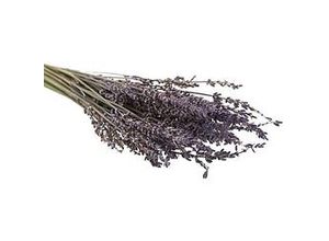 8715881318695 - Echter Lavendel natur