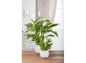 8717432095390 - Einblatt Spathiphyllum Sweet Lauretta H ca 80 cm 24 cm Topf