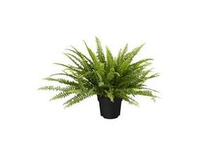 8717432103217 - Schwertfarn Nephrolepis exaltata Green Lady H ca 60 cm 17 cm Topf