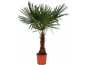 8717432316112 - Chinesische Hanfpalme Trachycarpus Fortunei H ca 120-140 cm 27 cm Topf