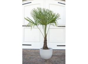 8717432316136 - Chinesische Hanfpalme Trachycarpus Fortunei H ca 150-170 cm 30 cm Topf