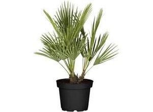 8717432874032 - Zwergpalme Chamaerops Humilis H ca 80 cm 21 cm Topf