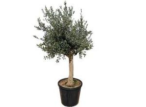 8717929077885 - Olea europaea Picual Olivenbaum 200-220 cm hoch 90 Liter Container