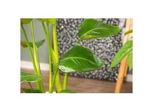 8717929813766 - Paradiesvogelblume Strelitzia Nicolai H ca 100 cm 21 cm Topf