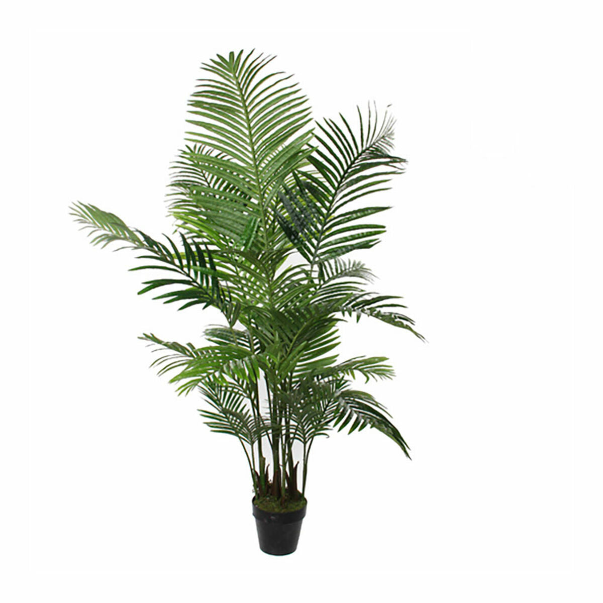 8718861256161 - Dekorationspflanze Palme 80 x 160 cm