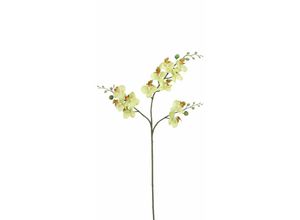 8718861564839 - - Mica künstliche Phalaenopsis grün 75 cm Kunstpflanzen