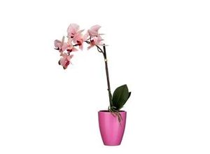 8718861606966 - Mica Decorations - Mica Kunstpflanze Phalaenopsis im Topf rosa 42 x 20 cm Kunstpflanzen