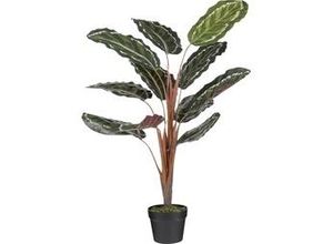 8718861988772 - Mica Kunstpflanze Calathea roseopicta im Topf grün 90 x 60 cm Kunstpflanzen