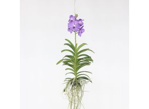 8719322602589 - Plant in a Box - Vanda-Orchidee - Vanda Blue - Höhe 55-65cm