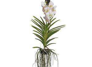 8719322602596 - Plant in a Box - Vanda-Orchidee - Vanda White - Höhe 55-65cm