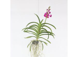 8719322602602 - Plant in a Box - Vanda-Orchidee - Vanda Pink - Höhe 55-65cm