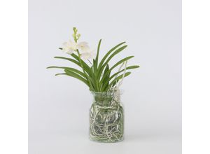 8719743190283 - Plant in a Box - Vanda-Orchidee - Vanda White - Höhe 40-50cm - Topf 14cm