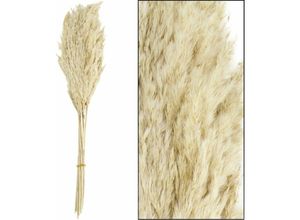 8720006290251 - Dijk Natural - Dijk Schilf Feder 75 cm Deko-Accessoires