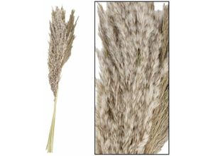 8720006505768 - Dijk Natural - Dijk Pampas Gräser Natur 65-75x10x45 cm 6 Stück Kunstpflanzen