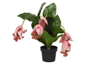 8720093494709 - Kunstblume Medinilla (LBH 42x49x50 cm)