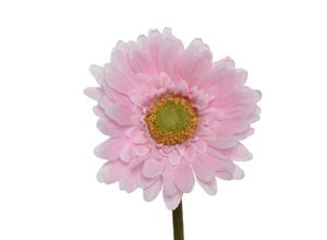 8720194512913 - Kunstblume GERBERA