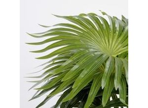 8720362148456 - - Mica Kunstpflanze Palme grün im Topf 40 cm Eingetopft