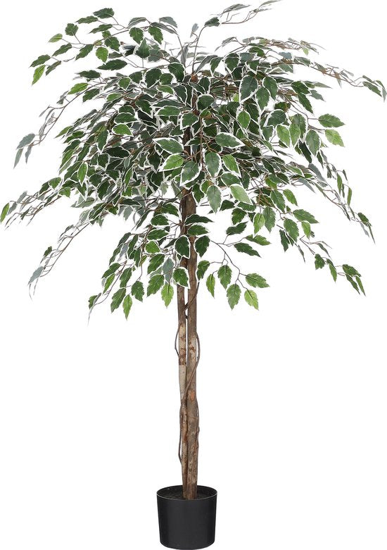 8720362207931 - Ficus Künstliche Pflanze im Blumentopf - H150 x Ø50 cm - Grün panaschiert