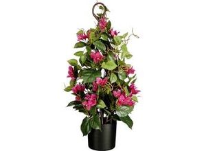 8720362577447 - Bougainvillea im Topf ø 30 x 60 cm fuchsia Zimmerpflanzen - Mica Decorations