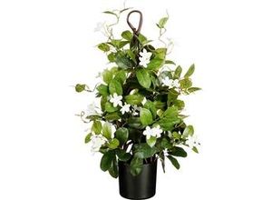 8720362577485 - Stephanotis im Topf ø 30 x 60 cm grün Zimmerpflanzen - Mica Decorations