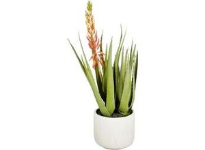 8720362927877 - Aloe Vera im Topf Ø 38 x 58 cm grün-orange