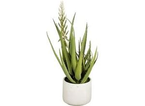 8720362927884 - Aloe Vera im Topf ø 38 x 58 cm grün-weiß Eingetopft - Mica Decorations