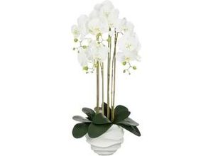 8720362975793 - Mica Phalaenopsis im Topf weiß Polyester 82 cm