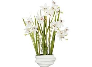 8720362975823 - - Mica Cymbidium im Topf creme 49 x 40 x 81 cm Eingetopft