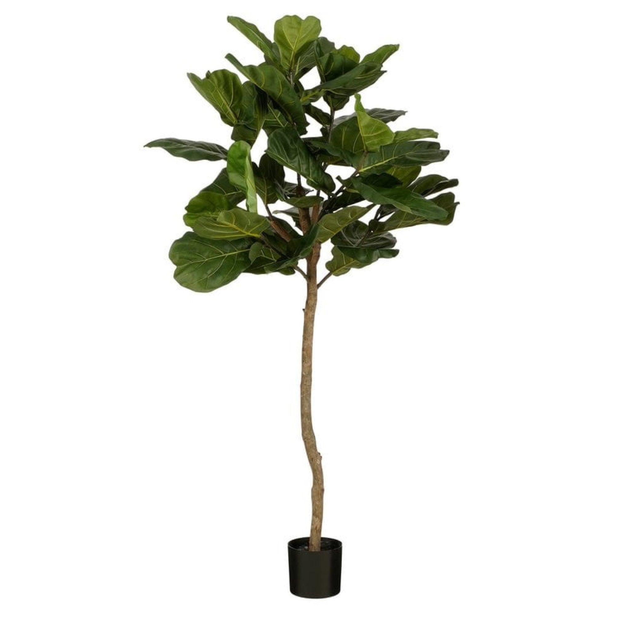 8720967979141 - Ficus Lyrata Kunstpflanze - Realistische Fiddle Leaf Pflanze | H165 x Ø95 cm - Pflegefrei Grünes Statement Stück