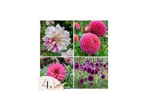 8721278900015 - Plant in a Box - Dahlien - 4er Set - Dahlia Bouqet Sunrise - Dahlienknollen - RosaWeiße Blüten 8721278900015 - Plant in a Box - Dahlien - 4er Set - Dahlia Bouqet Sunrise - Dahlienknollen - RosaWeiße Blüten